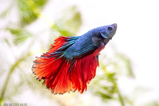 betta fish rescue